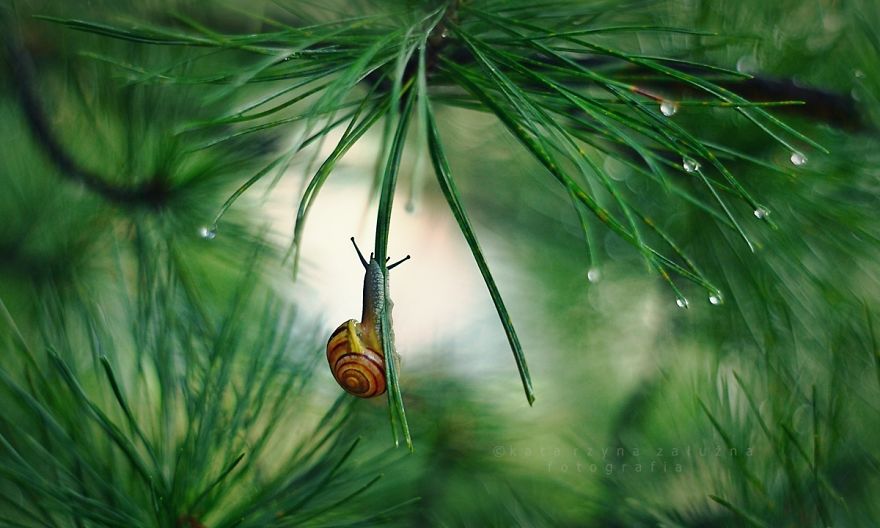 I Capture The Tiny World Of Snails In Poland