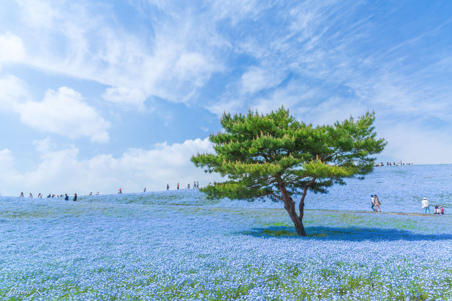 Every Year Since 2013 I Photograph Hitachi Seaside Park In Japan Every Year Since 2013 I Photograph Hitachi Seaside Park In Japan