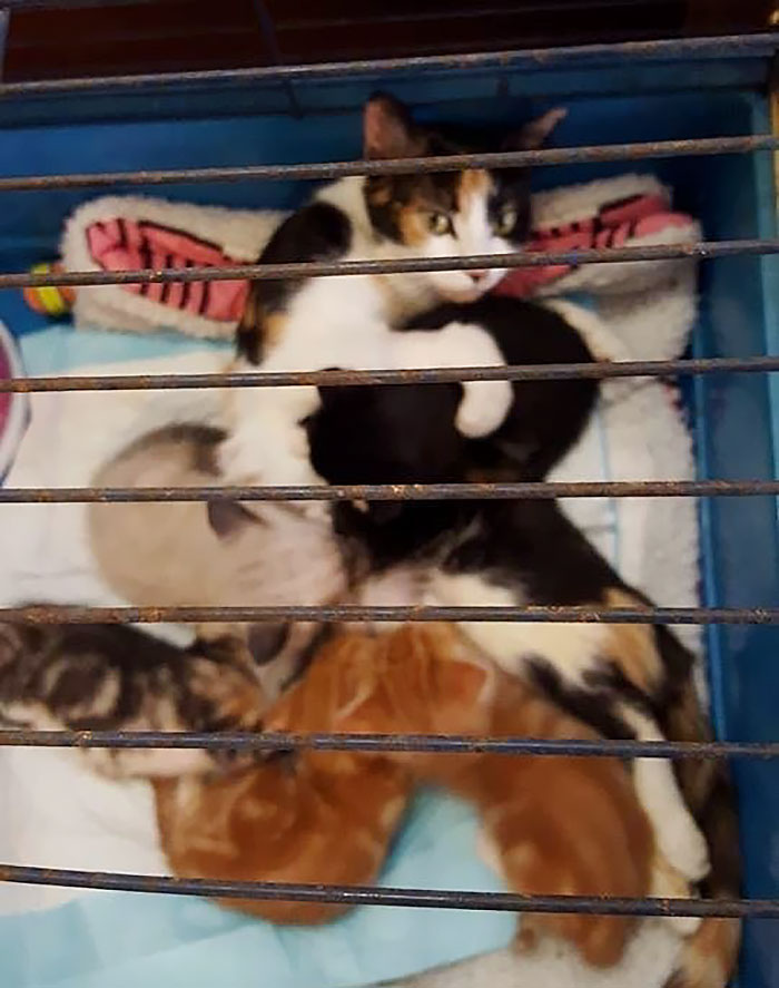 paralyzed-cat-mother-kittens-princess-1 paralyzed-cat-mother-kittens-princess-1