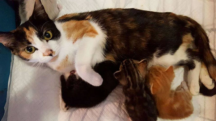 paralyzed-cat-mother-kittens-princess-3 paralyzed-cat-mother-kittens-princess-3