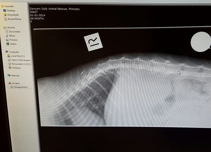 paralyzed-cat-mother-kittens-princess-5 paralyzed-cat-mother-kittens-princess-5