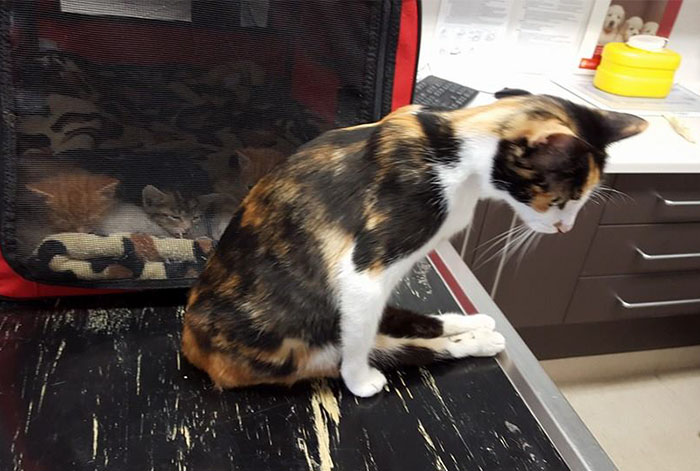 Paralyzed Cat Drags Herself To The Spot She Left Her Kittens After Neighbor Tried To Kill Her