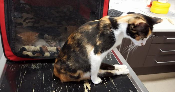 Paralyzed Cat Drags Herself To The Spot She Left Her Kittens After Neighbor Tried To Kill Her