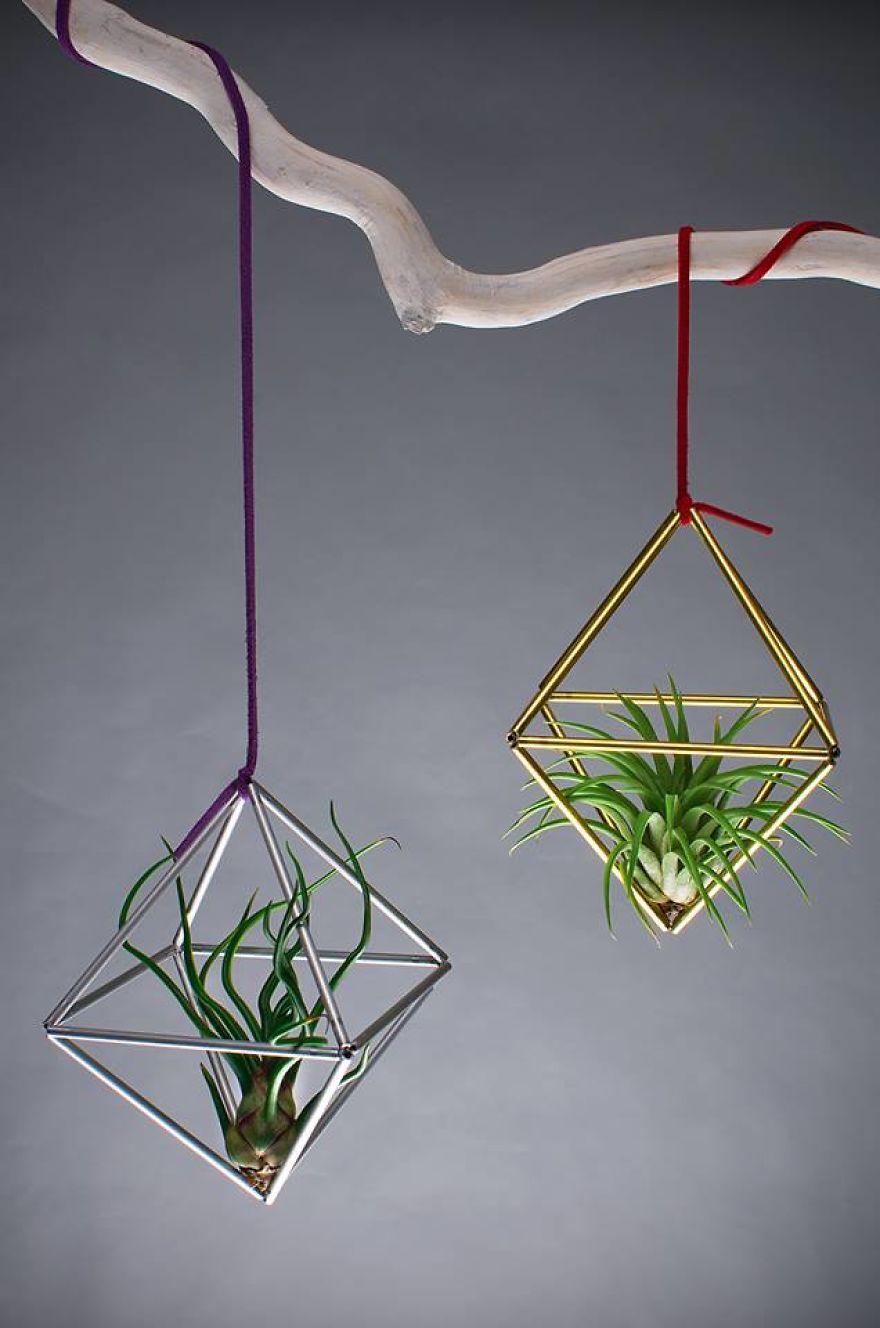 Decorating With Alien Plants Decorating With Alien Plants