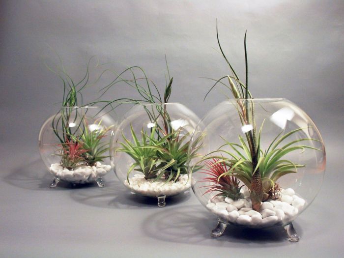 Decorating With Alien Plants