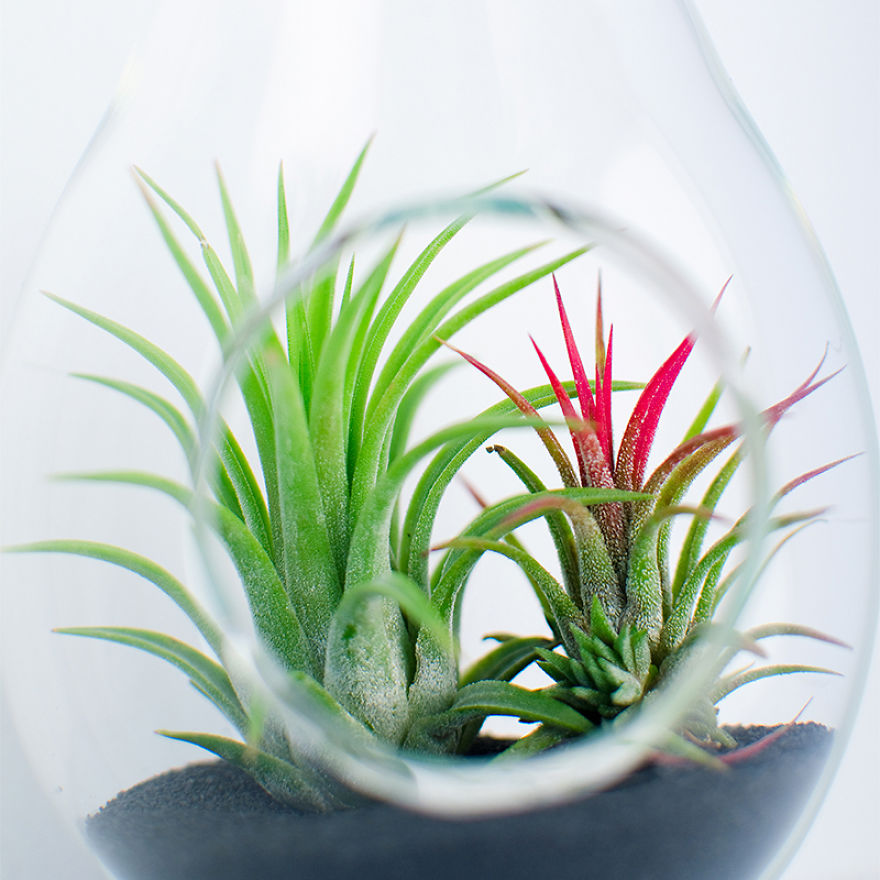 Decorating With Alien Plants Decorating With Alien Plants