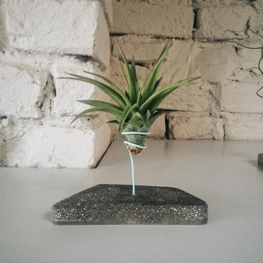 Decorating With Alien Plants Decorating With Alien Plants