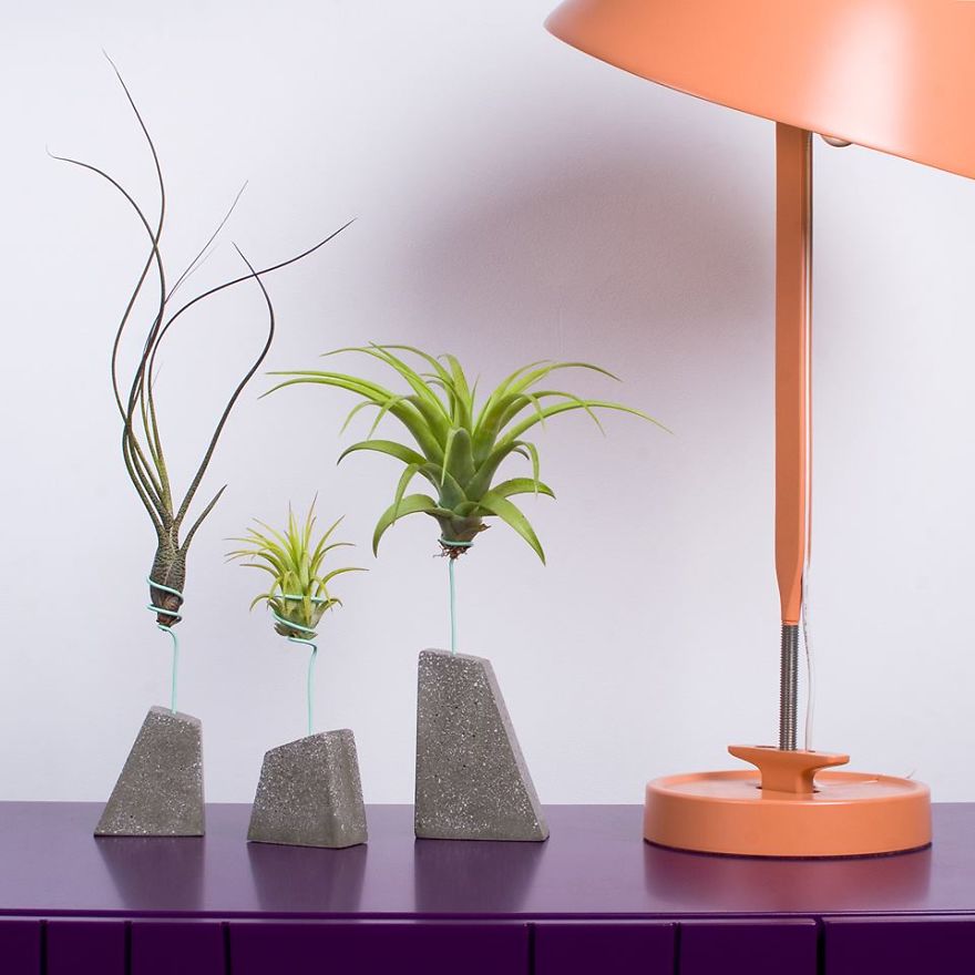 Decorating With Alien Plants Decorating With Alien Plants