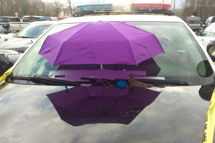 police-bird-umbrella-dove-nest-car-hood-parma-3 police-bird-umbrella-dove-nest-car-hood-parma-3