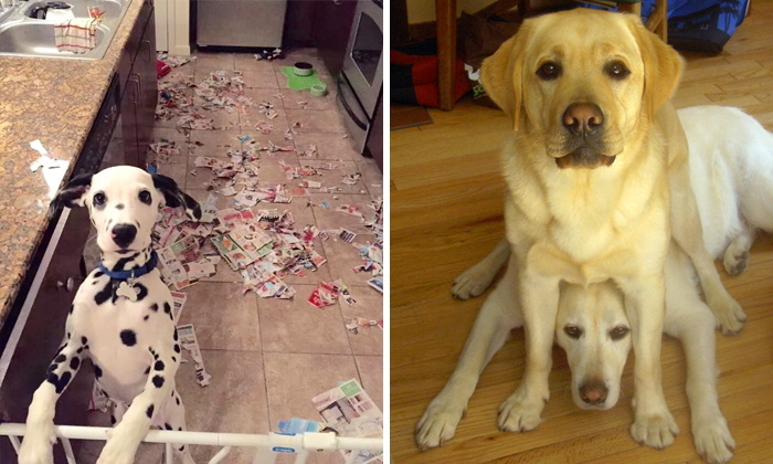 Post A Picture Of Your Dog Being An Asshole