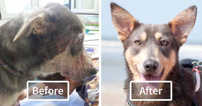 Post Before & After Photos Of Your Rescued Pets