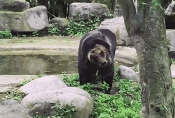 rescue-bear-torture-vest-caesar-bile-farm-china-2