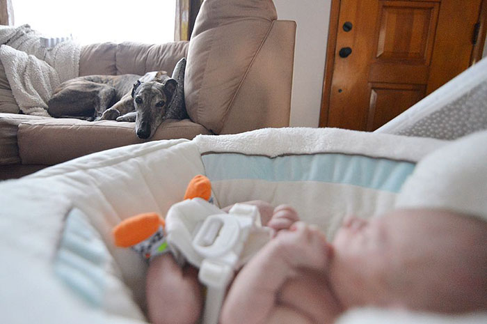 rescue-dog-loves-baby-greyhound-racing-mosley-lucas-3 rescue-dog-loves-baby-greyhound-racing-mosley-lucas-3