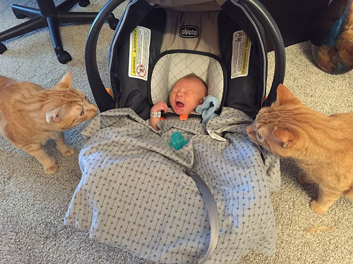 rescue-dog-loves-baby-greyhound-racing-mosley-lucas-4