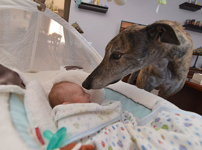 rescue-dog-loves-baby-greyhound-racing-mosley-lucas-5 rescue-dog-loves-baby-greyhound-racing-mosley-lucas-5