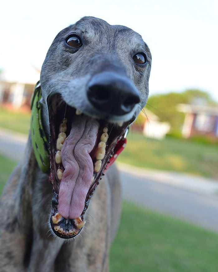 rescue-dog-loves-baby-greyhound-racing-mosley-lucas-8 rescue-dog-loves-baby-greyhound-racing-mosley-lucas-8