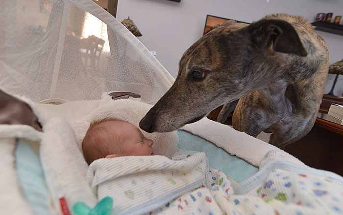 Greyhound Rescued From Racing Was Afraid Of Affection Until He Saw His Baby Brother