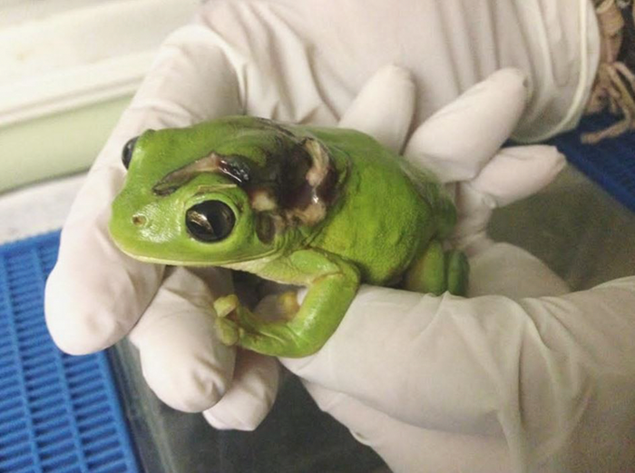 rescue-frog-surgery-lawnmower-green-tree-1 rescue-frog-surgery-lawnmower-green-tree-1