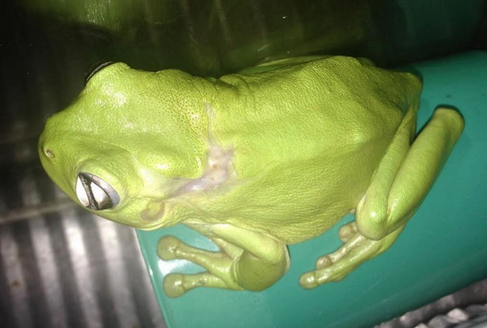 rescue-frog-surgery-lawnmower-green-tree-2 rescue-frog-surgery-lawnmower-green-tree-2
