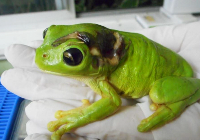 rescue-frog-surgery-lawnmower-green-tree-3 rescue-frog-surgery-lawnmower-green-tree-3