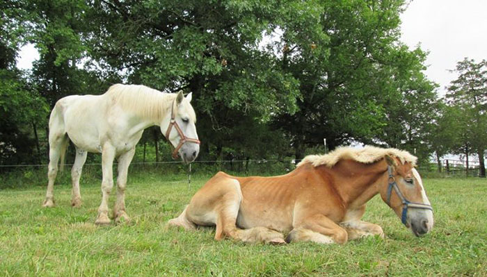 rescue-horse-senior-max-arthur-ferrell-hollow-farm-sanctuary-13 rescue-horse-senior-max-arthur-ferrell-hollow-farm-sanctuary-13