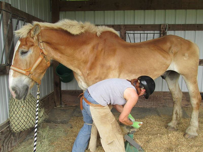 rescue-horse-senior-max-arthur-ferrell-hollow-farm-sanctuary-15 rescue-horse-senior-max-arthur-ferrell-hollow-farm-sanctuary-15