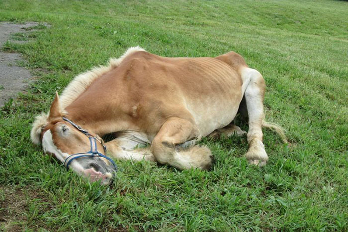 rescue-horse-senior-max-arthur-ferrell-hollow-farm-sanctuary-16 rescue-horse-senior-max-arthur-ferrell-hollow-farm-sanctuary-16