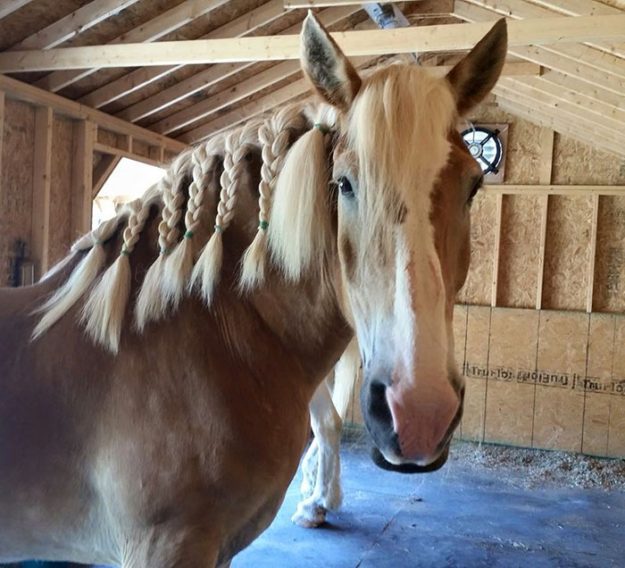 rescue-horse-senior-max-arthur-ferrell-hollow-farm-sanctuary-3 rescue-horse-senior-max-arthur-ferrell-hollow-farm-sanctuary-3