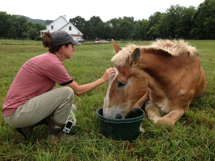 rescue-horse-senior-max-arthur-ferrell-hollow-farm-sanctuary-9 rescue-horse-senior-max-arthur-ferrell-hollow-farm-sanctuary-9