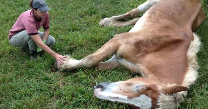 This Abandoned 30-Year-Old Horse Was Unable To Stand Until This Woman Saved Him