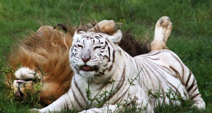 rescue-lion-tiger-couple-zabu-cameron-1