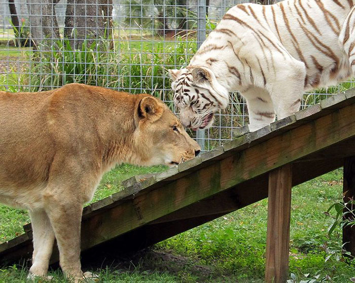 rescue-lion-tiger-couple-zabu-cameron-10