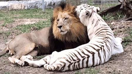 rescue-lion-tiger-couple-zabu-cameron-2 rescue-lion-tiger-couple-zabu-cameron-2