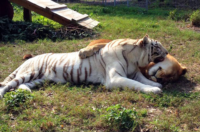 rescue-lion-tiger-couple-zabu-cameron-3 rescue-lion-tiger-couple-zabu-cameron-3