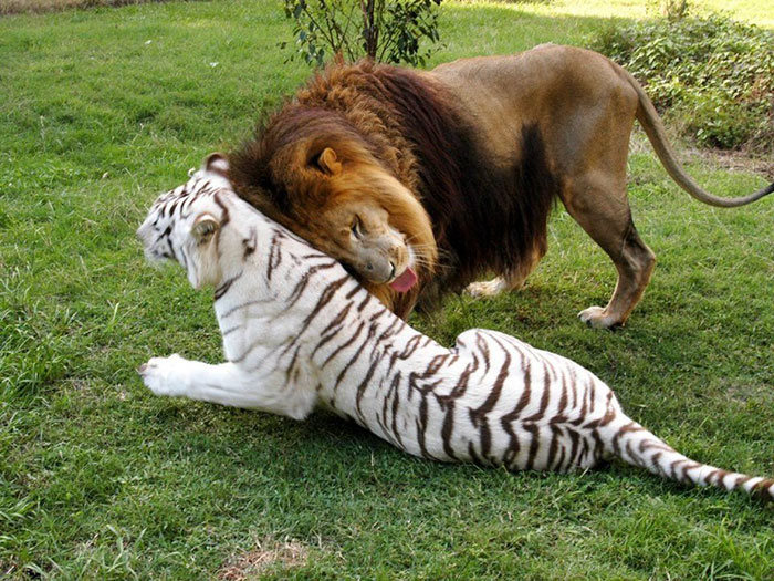 rescue-lion-tiger-couple-zabu-cameron-6 rescue-lion-tiger-couple-zabu-cameron-6