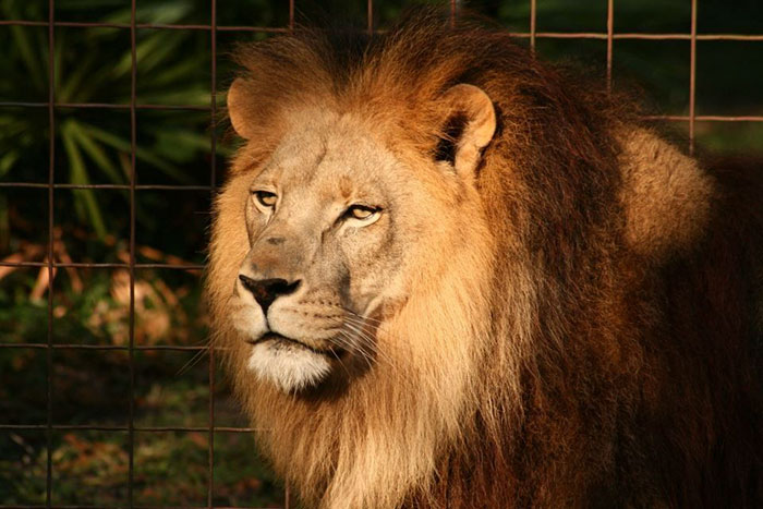 rescue-lion-tiger-couple-zabu-cameron-8 rescue-lion-tiger-couple-zabu-cameron-8