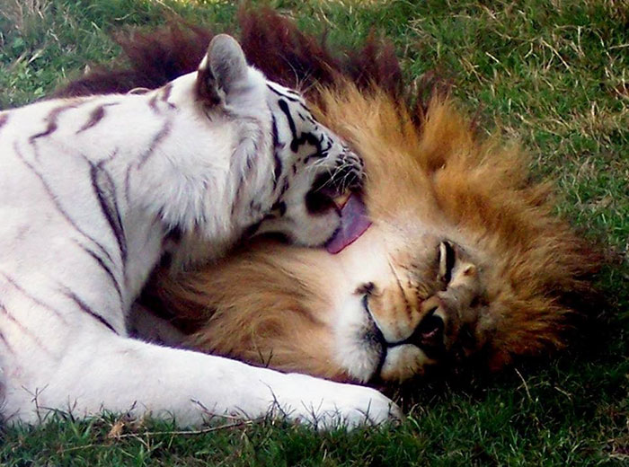 rescue-lion-tiger-couple-zabu-cameron-9 rescue-lion-tiger-couple-zabu-cameron-9