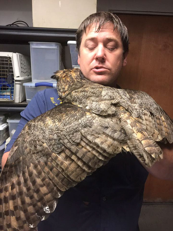 rescue-owl-hugs-man-gigi-douglas-pojeky-5 rescue-owl-hugs-man-gigi-douglas-pojeky-5