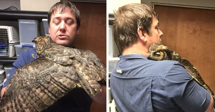 Owl Recognizes The Man Who Saved Her, Gives Him The Most Heartfelt Hug