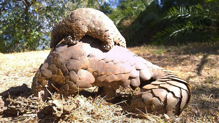 rescue-pangolin-trade-mother-baby-zambia-2 rescue-pangolin-trade-mother-baby-zambia-2