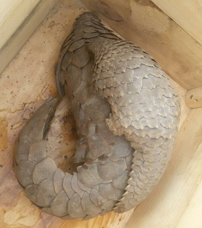 rescue-pangolin-trade-mother-baby-zambia-3 rescue-pangolin-trade-mother-baby-zambia-3