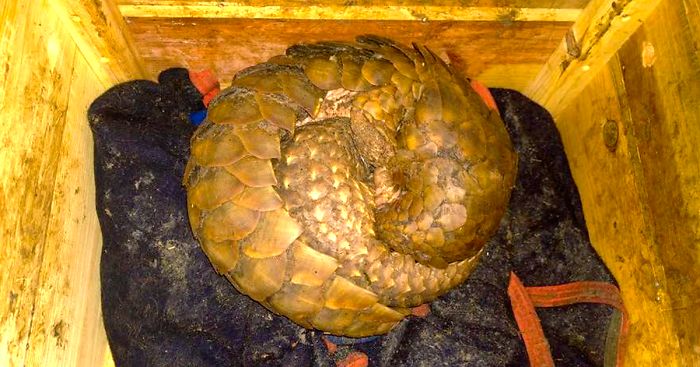 Kidnapped And Scared Pangolin Baby Found Clinging To His Mother In A Box