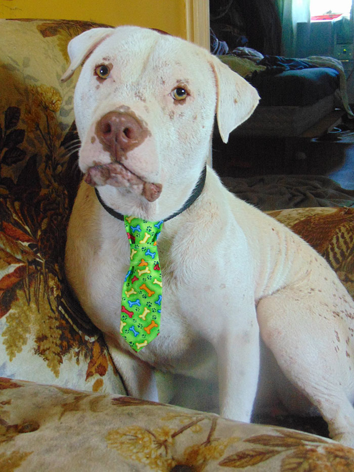 rescue-pit-bull-adopted-mange-mojo-13 rescue-pit-bull-adopted-mange-mojo-13
