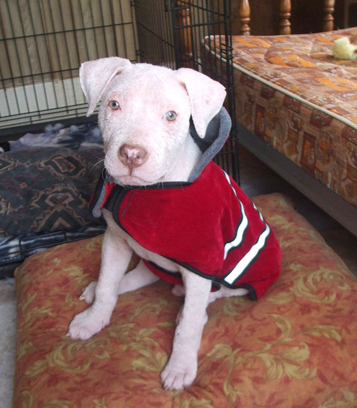 rescue-pit-bull-adopted-mange-mojo-18 rescue-pit-bull-adopted-mange-mojo-18