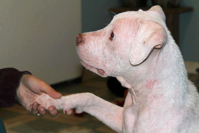 rescue-pit-bull-adopted-mange-mojo-3 rescue-pit-bull-adopted-mange-mojo-3