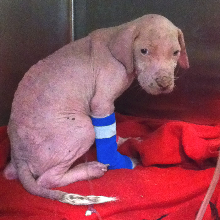 rescue-pit-bull-adopted-mange-mojo-31 rescue-pit-bull-adopted-mange-mojo-31