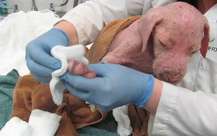 rescue-pit-bull-adopted-mange-mojo-7 rescue-pit-bull-adopted-mange-mojo-7