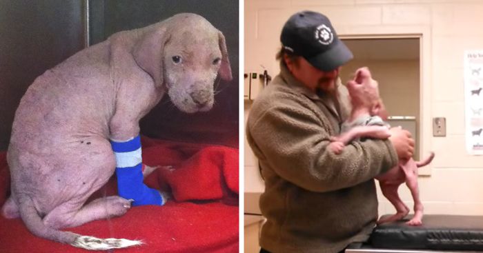 Pit Bull Pup Can’t Believe His Rescuer Is Back To Adopt Him
