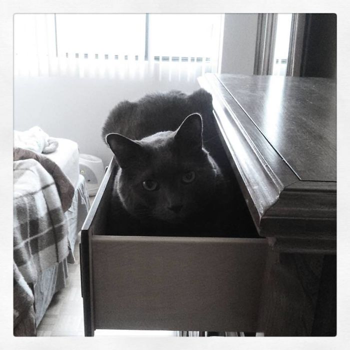 Ronald On My Drawers In My Drawer.