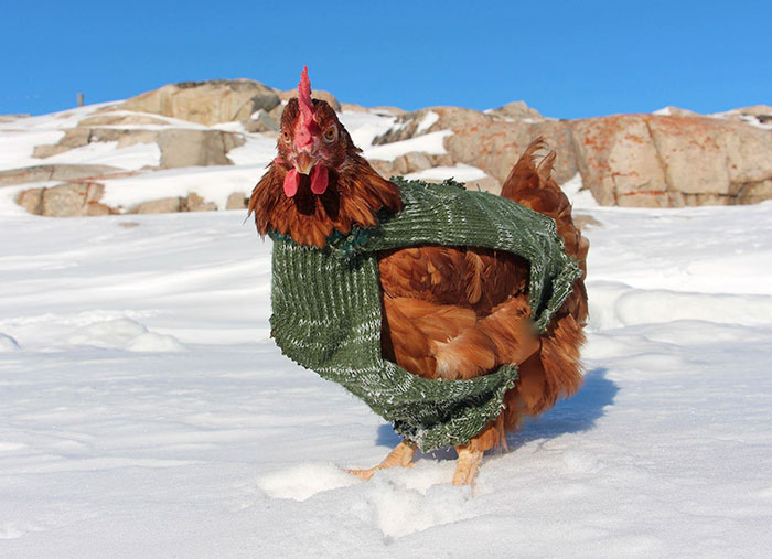 sailing-chicken-guy-monique-guirec-soudeel-17